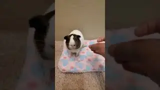 2 Guinea Pig Tricks