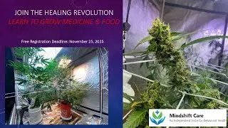 The Human Endocannabinoid System mimics Cannabis