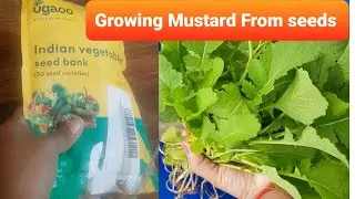 Ugaoo Mustard Growing From Seeds|| Ugaoo review 1/50 from combo pack #musturdseeds #humskills #sarso