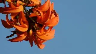 ทองกวาว (Tong-kawo) - Bastard Teak 32