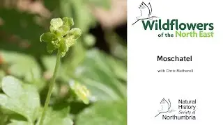 Moschatel
