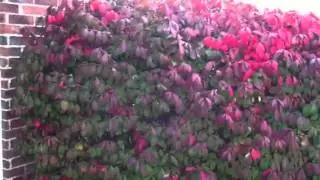 Burning Bush Reduces Stress! #lowmaintenance #shrub