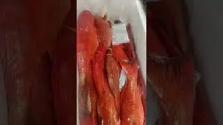 CORAL TROUT OCEAN KING MARINE EXPORT @bergarshorts @valvaisulax #oceanking #crab #fishing #fish