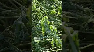 Zwischenfrucht mulchen