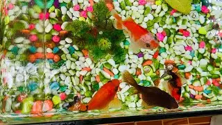 Pet fish in a glass bowl fish 🐠🐟