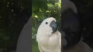 Chief&rsquo;s photo shoot #chiefthecockatoo ##cockatoolove #cockatoo #birdmom #lovemybird