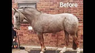 Equine Metabolic Syndrome Case Study- Tara- Rookery Equine