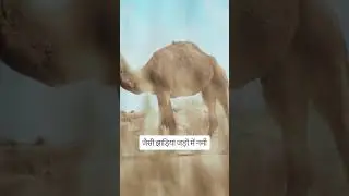थार मरुस्थल का पारिस्थितिकी तंत्र | The Thar Desert Ecosystem | Science Documentary in Hindi