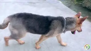主人带昆明犬出去却不陪玩，3条昆明犬会怎样打发时间呢？