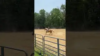 Took a little stumble #horse #equestrian #funnyhorsevideo #funnyhorse #horsefall #fail