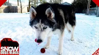 Oakley Found a Frozen Apple