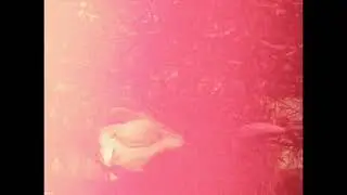 Madrigal - Dip