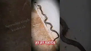 indian sanp jahrila #snake #viral #shortvideo