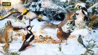 Forest Friends in Winter Wonderland 🐿️ Cat TV for Cats to Watch😻 🕊️ 10 hours 4K (HDR)