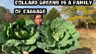 collard greens harvest after the snow