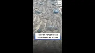 Jellyfish Force French  Nuclear Plant Shut Down