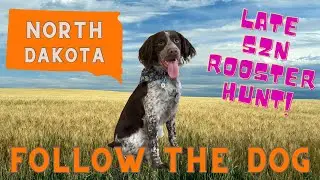 Late Season North Dakota Pheasant Hunting | The Last Hurrah - A Roaming Driftless Film