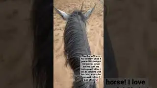 Just lover her 💕 #horse #equestrian #newhorse #lover #bond #love #fyp #shorts #blowup #posting