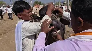 बाजारामध्ये म्हैस खरेदी करताना ह्या गोष्टी पाहून घ्या|नाहीतर फसू नको शकते #farming #dairyfarming 