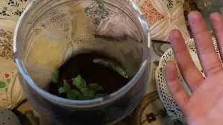 How to Tell if your Hornworm is Pupating -Pet Moth Facts