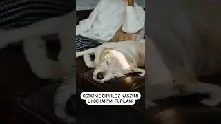Ostatnie chwile z naszymi ukochanymi pupilami. 🥺 #kot  #pies #pets #opieka