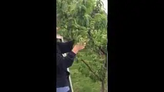 Fresh BC Fruit Peach Thinning in Oliver BC For Alberta Farmers Markets