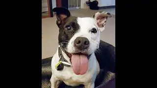 Joe Staffy - A tribute to our little man.
