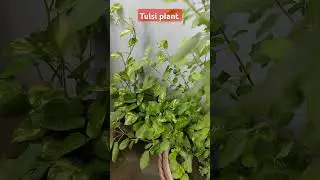 Mini Garden #garden #creativegarden #gardenideas #viralshort #gardencreativity #creativegardening