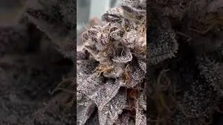 #new #close #to #harvest 🌱🪴🥦#plants #shortvideo #shorts #short #video #viral #reels #video #diy