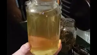 Straining The Pine Needle Tincture
