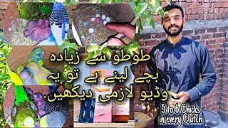 Australian Parrots and Budgies Parrots Breeding Formula | Toto sa zada sa zada bacha kasa la