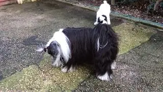 Kitsi meets Sasha out of the pen