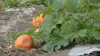 Kundıro