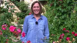 How to Protect Roses from Animal Damage with Melinda Myers and Plantskydd Deer Repellent