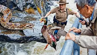 Duckling Falls Off Bridge | Dog Runs For Help | Then Fights a Snake
