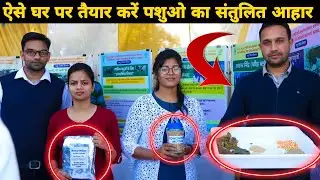 Balanced feed at home संतुलित पशु आहार घर पर कैसे बनाएं | DAIRY FARMING | cow Buffalo | पशु पालन