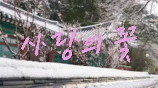 [Royalty Free Music] 사랑의 꽃/Flower of Love (국악/사극/Ballad)