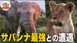 【サバンナ最強】巨大ゾウがライオンの群れに迫る...そのときライオンは集団で奇策に出た！ケニア・ゾウの王国に暮らす百獣の王の苦難（羽仁進のマザーアフリカ）【どうぶつ奇想天外／WAKUWAKU】