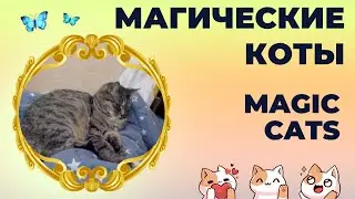 Магические коты | Магічні коти | Magic cats 😺