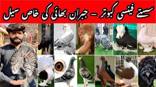 Jibran Bhai Fancy Pigeons Today | Offers on Every Pair | Low Prices