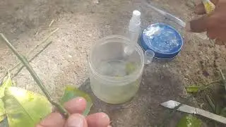 How To Grow 🌱Plants ,Tissue Culture Techniques .(Process 3)#shorts #organic #nature #garden #4k
