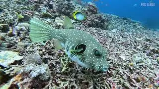Underwater Paradice in Bali, Nusa Penida.