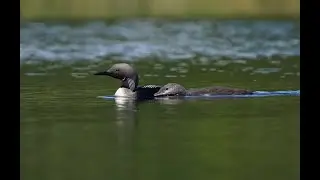 Black-Throated Diver