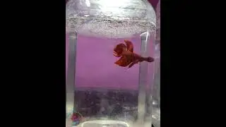 Imported Veiltail Betta fish