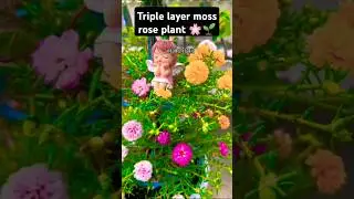Decorate your Moss rose plant like this #shorts #bonsai #flowers #ourplants #plants #garden