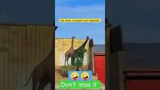 #fun #comedy #funny #animal #laugh #pets #cute #dog #edit #shorts #reels #trending #viral #new