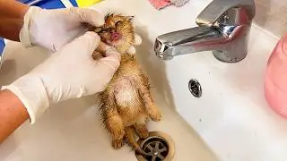 Купание больного котенка Майкла. Субтитры.