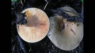 Lactarius chrysorrheus