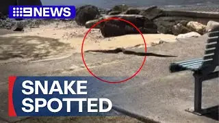 Exotic snake on the loose in Sydney | 9 News Australia