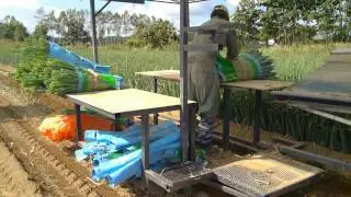 北海道長ネギ収穫
